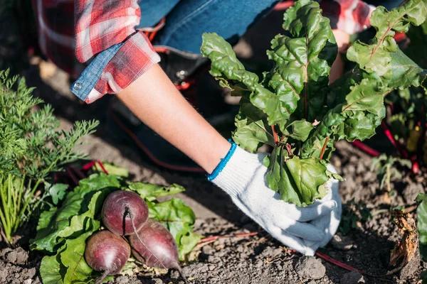 Understanding Fertilizers: A Practical Guide to Soil Enrichment